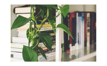 The picture is a white bookshelf full of books. A green plant's leaves are cascading down and partially covering the books.